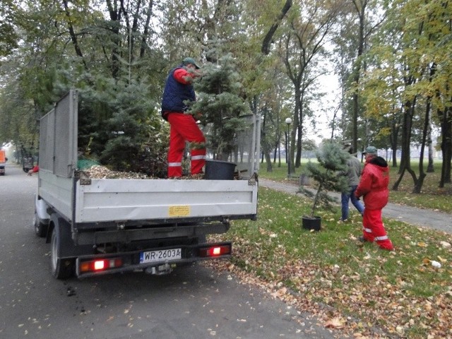 W poniedziałek pracownicy Zakładu Usług Komunalnych rozpoczęli jesienne nasadzenia drzew i krzewów w parku na Glinicach. Nowe rośliny zastąpią usunięte topole i klony jesionolistne.