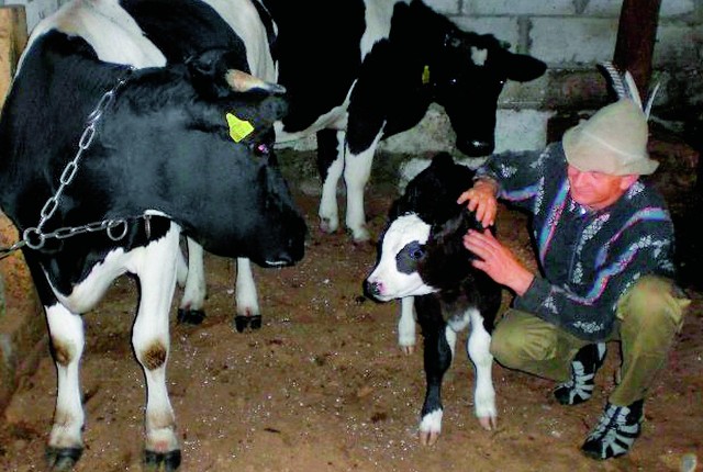 Jan Ciesiecki w oborze ze swoimi krowami i cielakiem. Obecnie w gospodarstwie jest ich 30 sztuk.