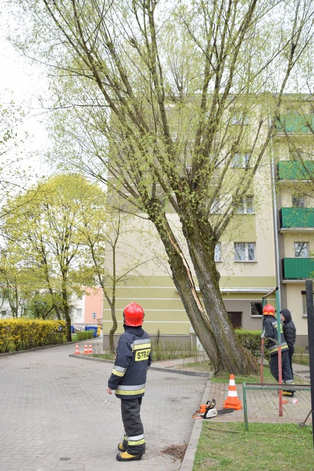 Białystok. Straż pożarna usuwała pęknięty konar na podwórzu przy św. Mikołaja