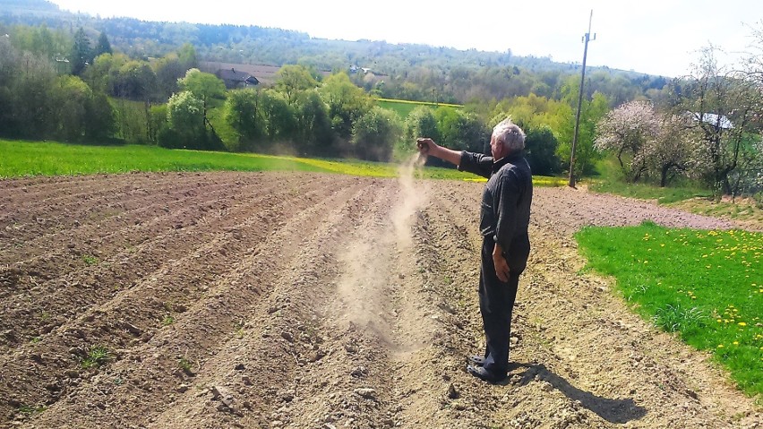 Ziemniaki już posadzone, ale ziemia wciąż wysuszona jest na...