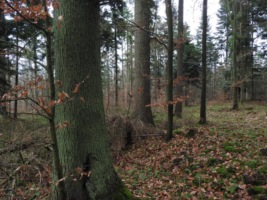 Ekolodzy kontra leśnicy. Poszło o wycinkę wiekowych jodeł w Puszczy Świętokrzyskiej