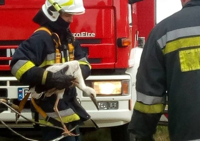 W sobotę, przed godz. 12, strażacy z OSP Dobrzyniewo Duże zostali wezwali do miejscowości Jaworówka. 
