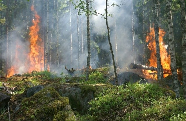 Płonie około hektara ścierniska i tyle samo lasu.