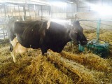 Alfa 12 - ta krowa z Kalska dała najwięcej mleka w Polsce (wideo)