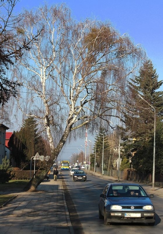 Prezydent miasta wciąż nie zdecydował o losach brzozy przy ul. Leszczyńskiego.  