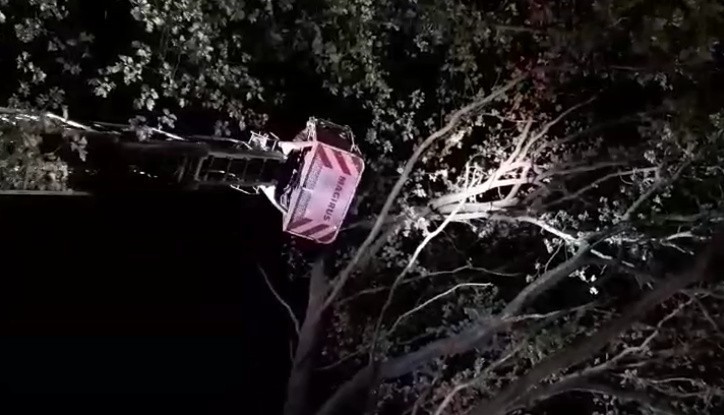 Ten kot wchodzi na wysokie drzewa, ale nie potrafi zejść. Muszą ratować go strażacy [FILM]