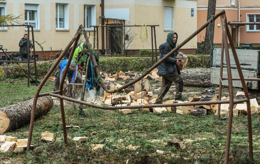 25.11.2022 bydgoszcz  wyciete  drzewa modrzewiowa 16...