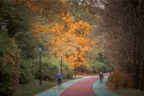 Koniec modernizacji alei Wiązowej w Parku Śląskim. Nowe krzewy, byliny i drzewa wiosną rozkwitną pięknymi kolorami. Tak zmienia się park