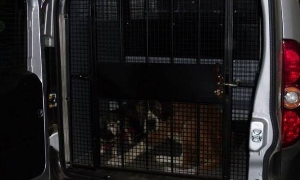 Zagłodzone psy trzymała w komórce! Uratowano psy przy ul. Antoniewskiej w Łodzi! [zdjęcia] 