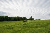 Owce chronią przed rakiem - Jagnięcina i baranina jest lekarstwem 