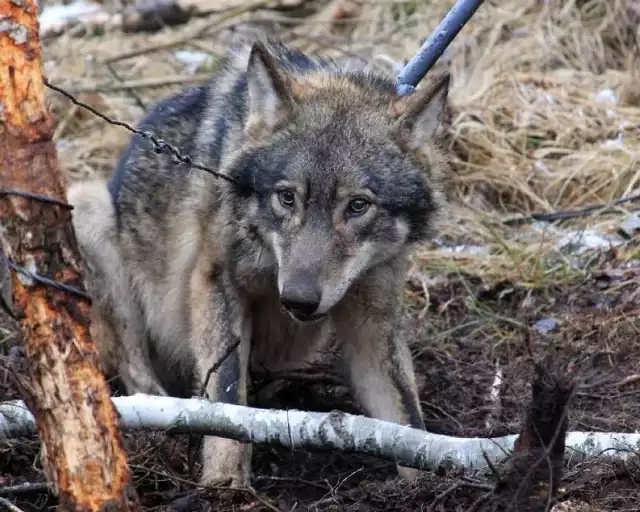 Dramatyczny widok zastał właściciel tych zwierząt. Jest przekonany, że to sprawka wilków zamieszkujących okoliczne lasy.