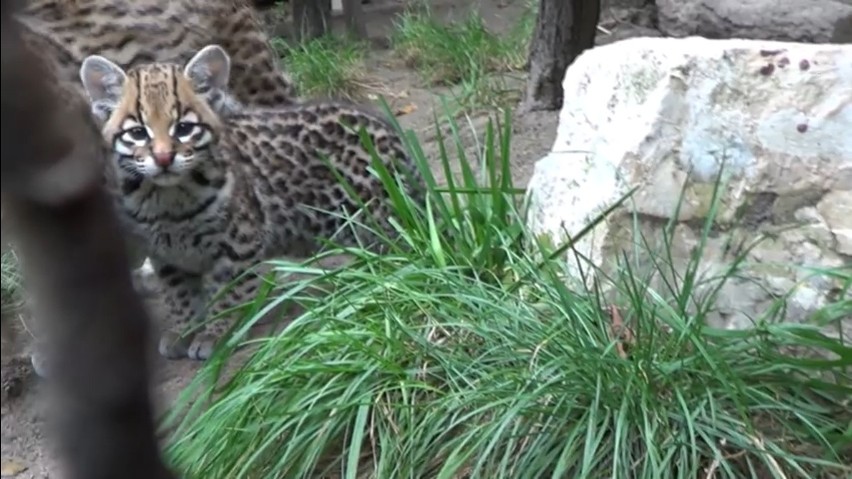 ZOO Kraków. Młody ocelot zaczyna odkrywać świat. Jest naprawdę uroczy! [WIDEO]