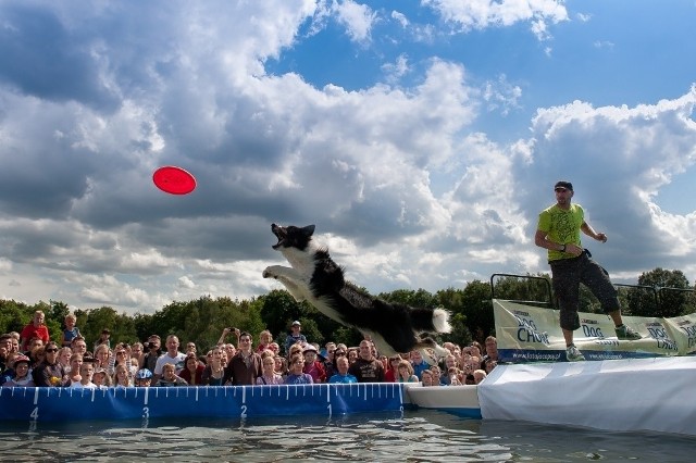 W sobotę i niedzielę latać będą już nie lampiony a&#8230; psy na Cytadeli. Będzie to najbardziej "odlotowa" impreza, czyli kolejna edycja zawodów Dog Chow Disc Cup oraz Kejtrówka 2013 organizowana w ramach programu miejskiego "Kejter też poznaniak". Zawody połączone są  z rodzinnym piknikiem. Widzowie, którzy się wybiorą, zobaczą nie tylko pokazy sportowego posłuszeństwa - obedience, psich terapeutów i pierwszej pomocy dla psa, ale nawet cieszące się ogromnym zainteresowaniem ćwiczenia zaganiania owiec i kaczek, szkółka frisbee oraz widowiskowe zawody w Dog Diving, czyli skoku psów do wody. Początek imprezy w sobotę od godz.9.