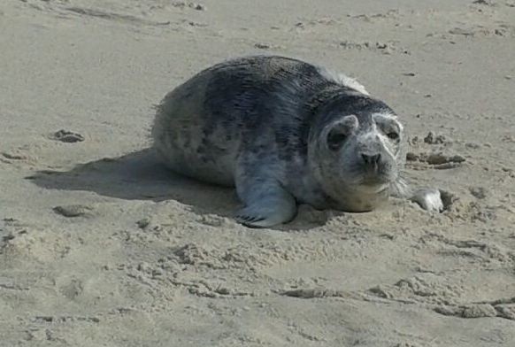 Na polskim brzegu pojawiły się pierwsze małe foki szare &#8211; informuje organizacja ekologiczna WWF Polska.