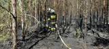 Kolejne pożary w Kujawsko-Pomorskiem. Sucho jest nie tylko w lasach