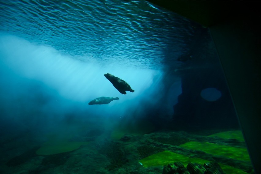 Oceanarium we Wrocławiu.