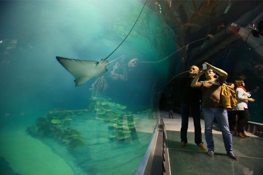 Oceanarium we Wrocławiu.