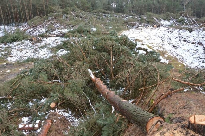 Wycięli 4 hektary lasu w Łebie. Sprawa trafiła do prokuratury [ZDJĘCIA]