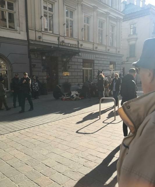 Kraków. Koń, który upadł, przechodzi rekonwalescencję w Zielonkach. Policja bada sprawę