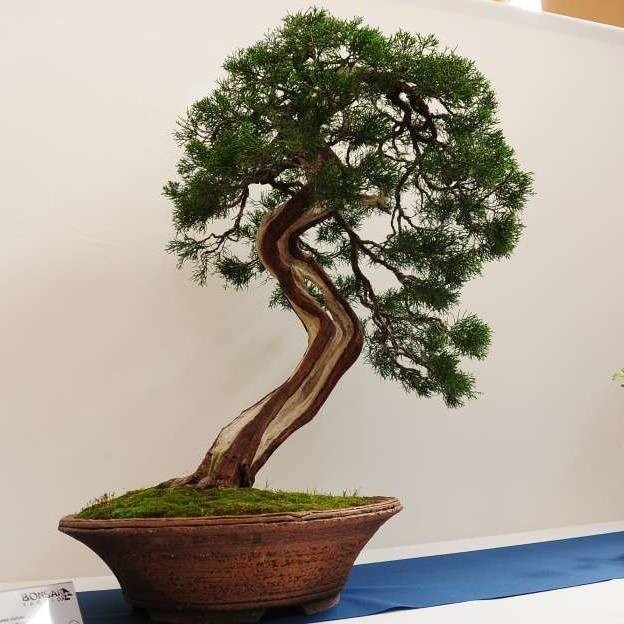 Hodowcy z trzech krajów prezentowali drzewka bonsai na...