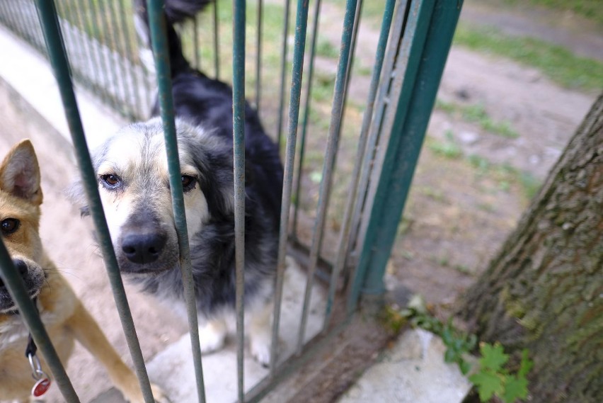 Schroniskowe zwierzęta czekają na naszą pomoc