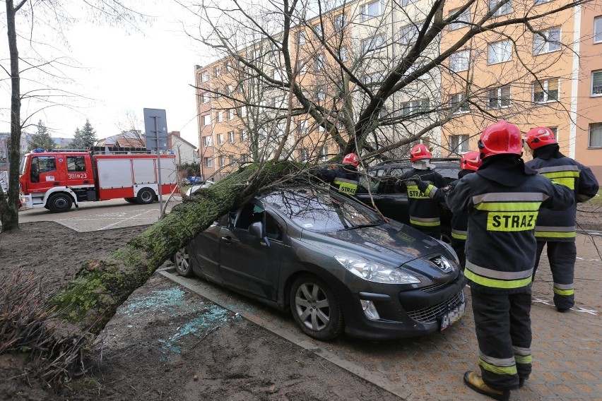 W centrum miasta drzewo przewróciło się na peugeota i...