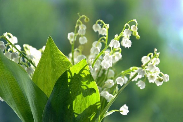 Maj to w Polsce okres kwitnienia konwalii, kwiatów w kształcie drobnych białych dzwonków.