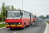 Zabytkowe autobusy na ulicach Bydgoszczy. Świąteczna atrakcja na luki w rozkładzie jazdy