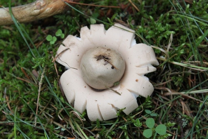 Najdziwniejsze grzyby w podlaskich lasach (zdjęcia)