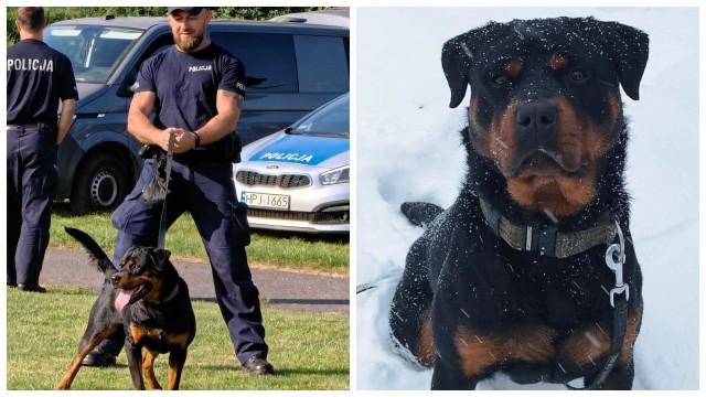 Skandur to nowy pies policyjny. Służy w komendzie w Prudniku.