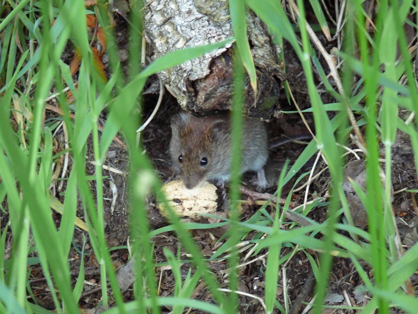 Myszy, choć malutkie, mogą zasiać w ogrodzie i domu...