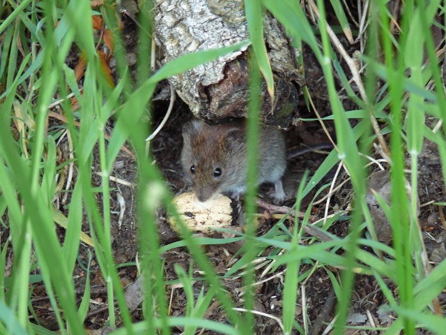 Myszy, choć malutkie, mogą zasiać w ogrodzie i domu prawdziwe spustoszenie. Podobnie szczury. Zobacz, jak wyeliminować je domowymi sposobami.