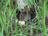 Myszy nie dość, że małe, to i zwinne. W chłodne dni szukają schronienia w domach. Podobnie szczury uciekają przed zimnem. Jak je wypłoszyć?