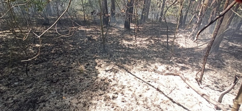 Pożar w lesie w powiecie skarżyskim. Dziesięć zastępów straży w akcji