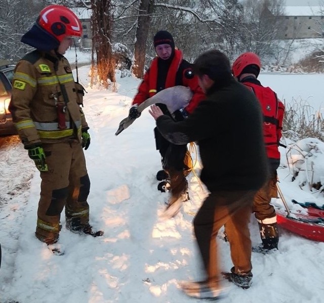 Strażacy uratowali łabędzia, który przymarzł do tafli lodu na zalewie w Bełku