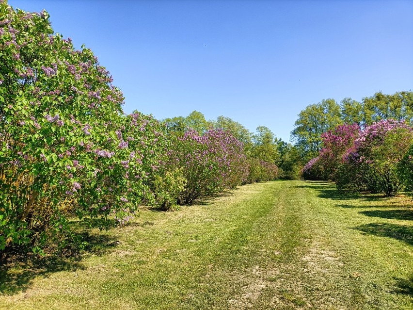 Dni lilaków w Arboretum Kórnickim