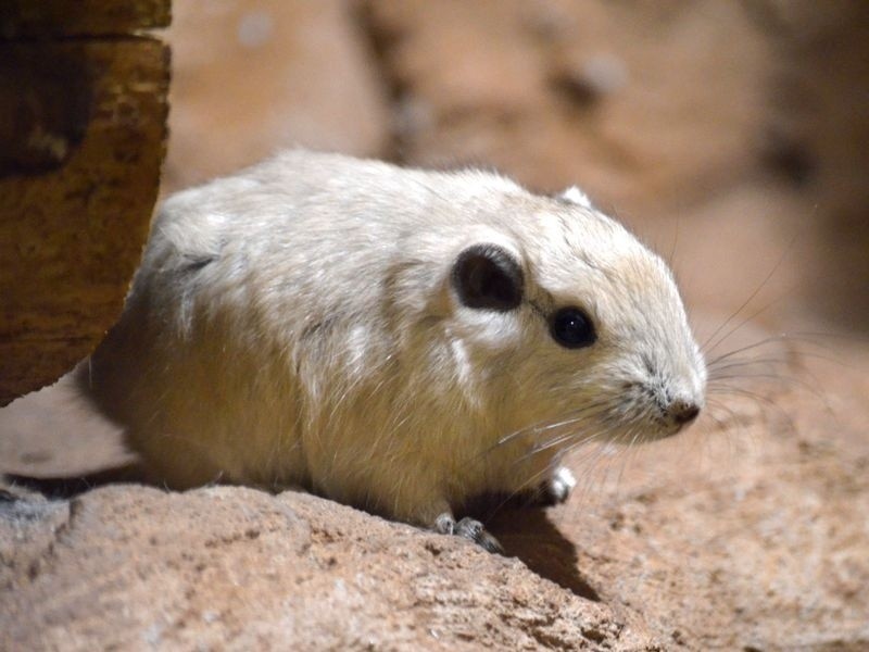 Nowe zwierzęta we wrocławskim zoo. Mrównikowi jest za zimno, trzeba dogrzewać (ZDJĘCIA)