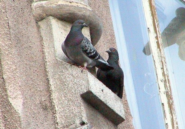 Samice gołębi miejskich już gniazdują na elewacjach kamienic.