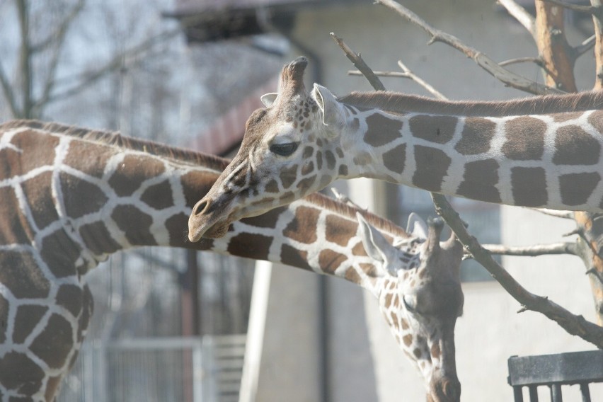 Śląski Ogród Zoologiczny