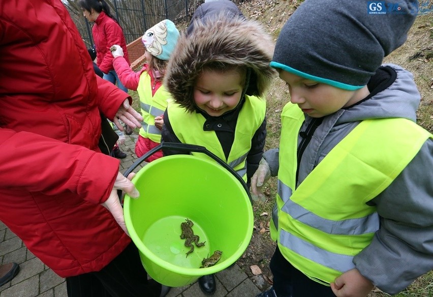 Przedszkolaki ratowały żaby nad Jeziorem Szmaragowym [zdjęcia, wideo] 