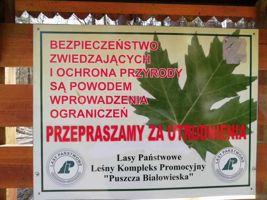 Tragedia w Puszczy Białowieskiej. "Nie wiedziałam, że dożyję...