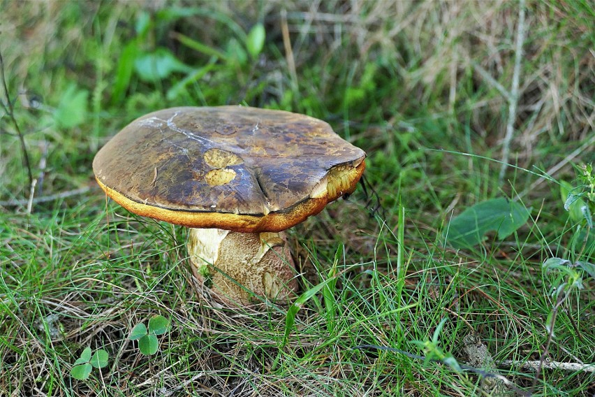 Należy zbierać wyłącznie te grzyby, co do których nie mamy...