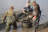 Polski Związek Wędkarski zarybił wody w powiecie skarżyskim. Zobacz - gdzie, ile i za ile