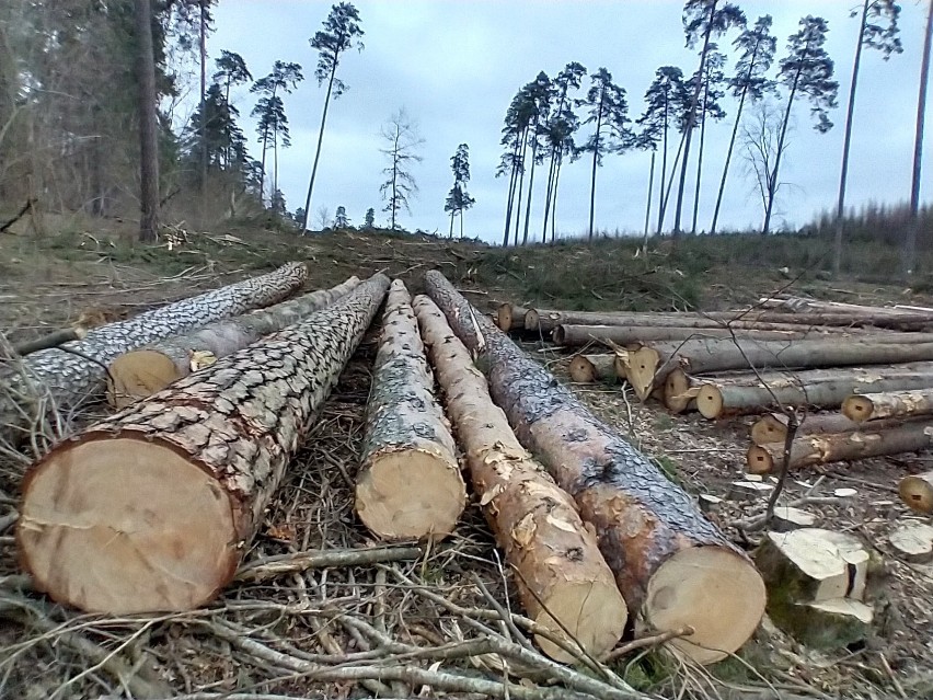 Supraśl. W Puszczy Knyszyńskiej leśnicy wycinają jedne z ostatnich starych borów sosnowych. Mieszkańcy i przyrodnicy są przeciw