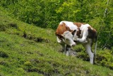 Krowy dają mniej mleka, drób się gorzej niesie. Zwierzęta mogą nawet padać! Przez meszki
