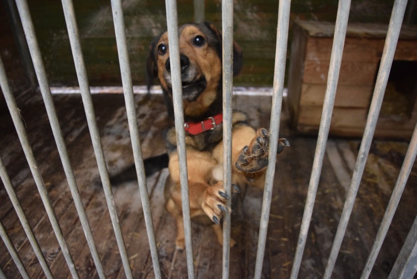 Może zdecydujesz się na adopcję tego psiaka?...