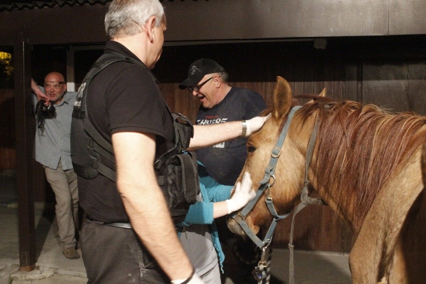 Uratowany bezdomny koń