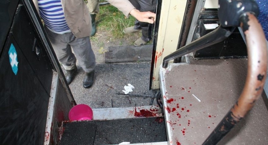 Łoś niszczył autobus jak szalony! Wpadł do środka przez szybę, ranił kierowcę i uciekł przez wyważone drzwi! (zdjęcia)
