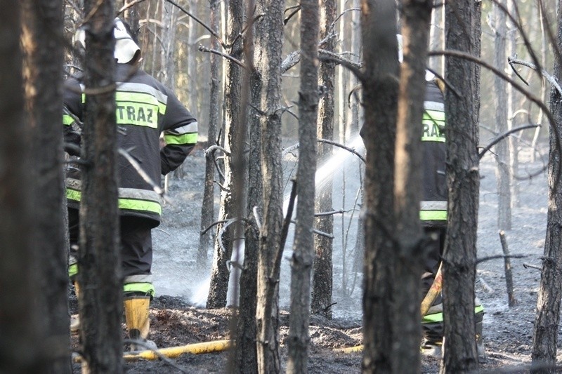 Pożar lasu w Krępie Ogrodzienieckiej