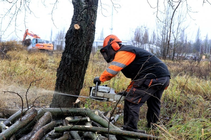 Wycinka drzew w całej Polsce odbywa się zgodnie z przepisami...